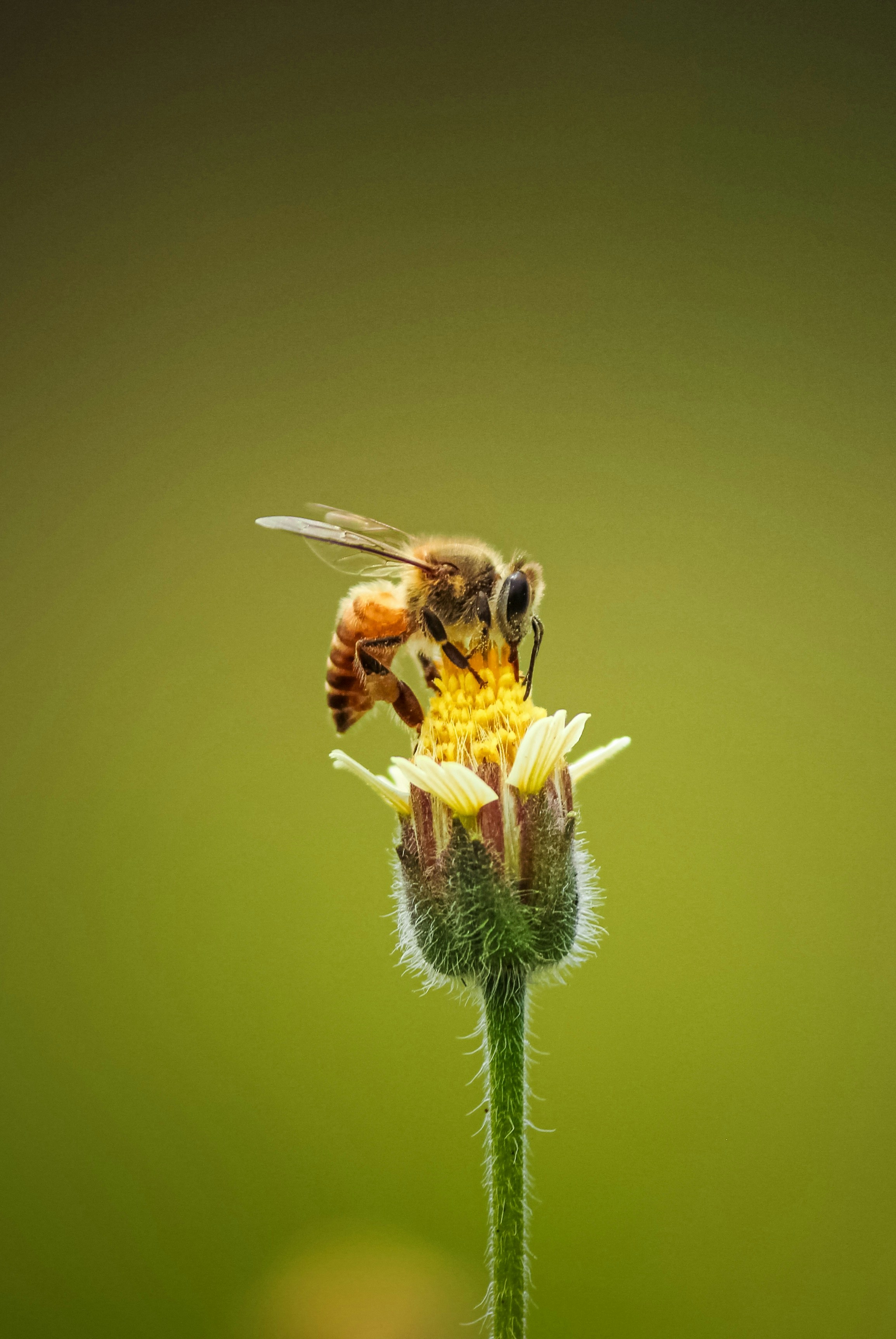 Bee