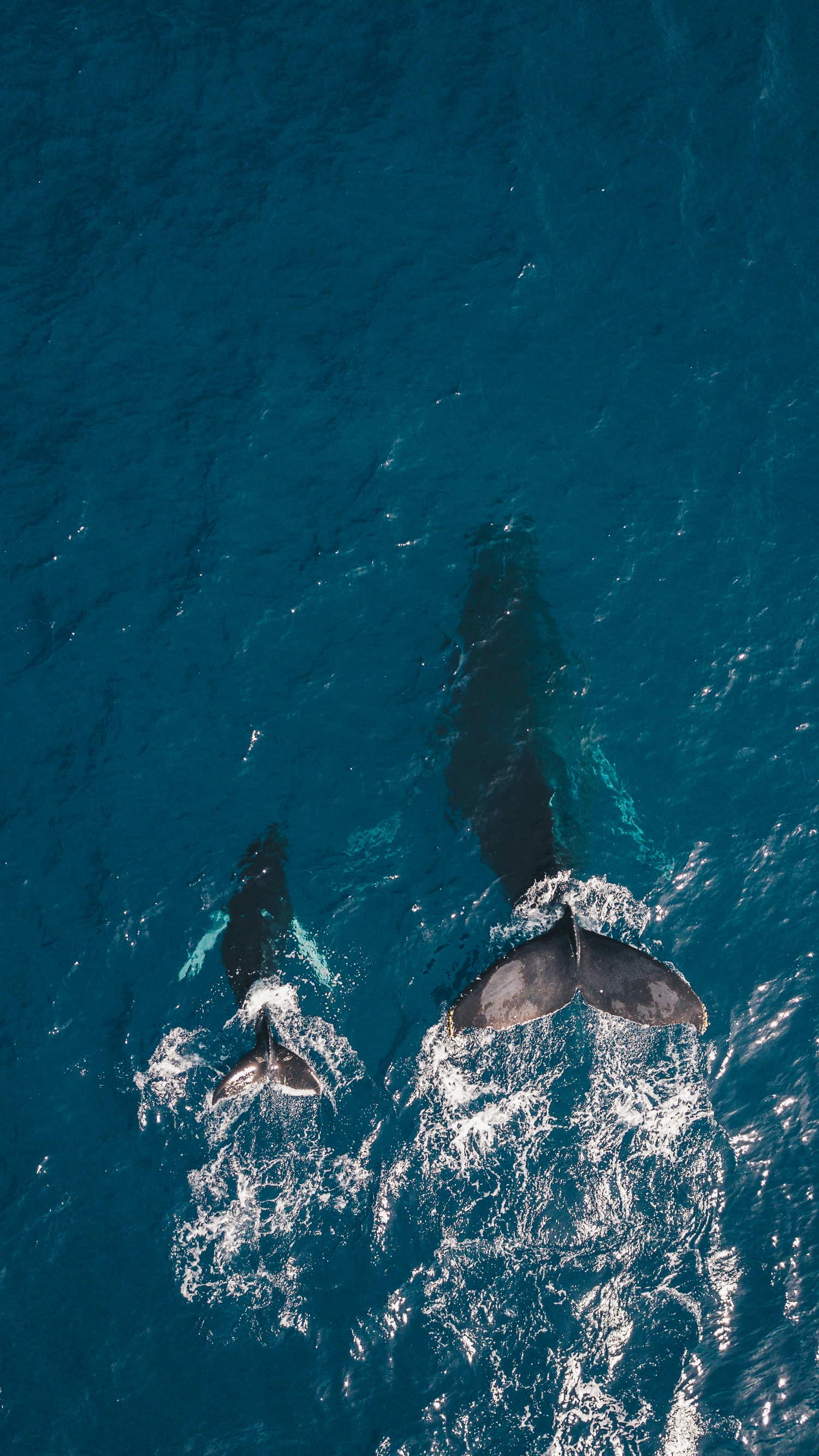 Blue Whale