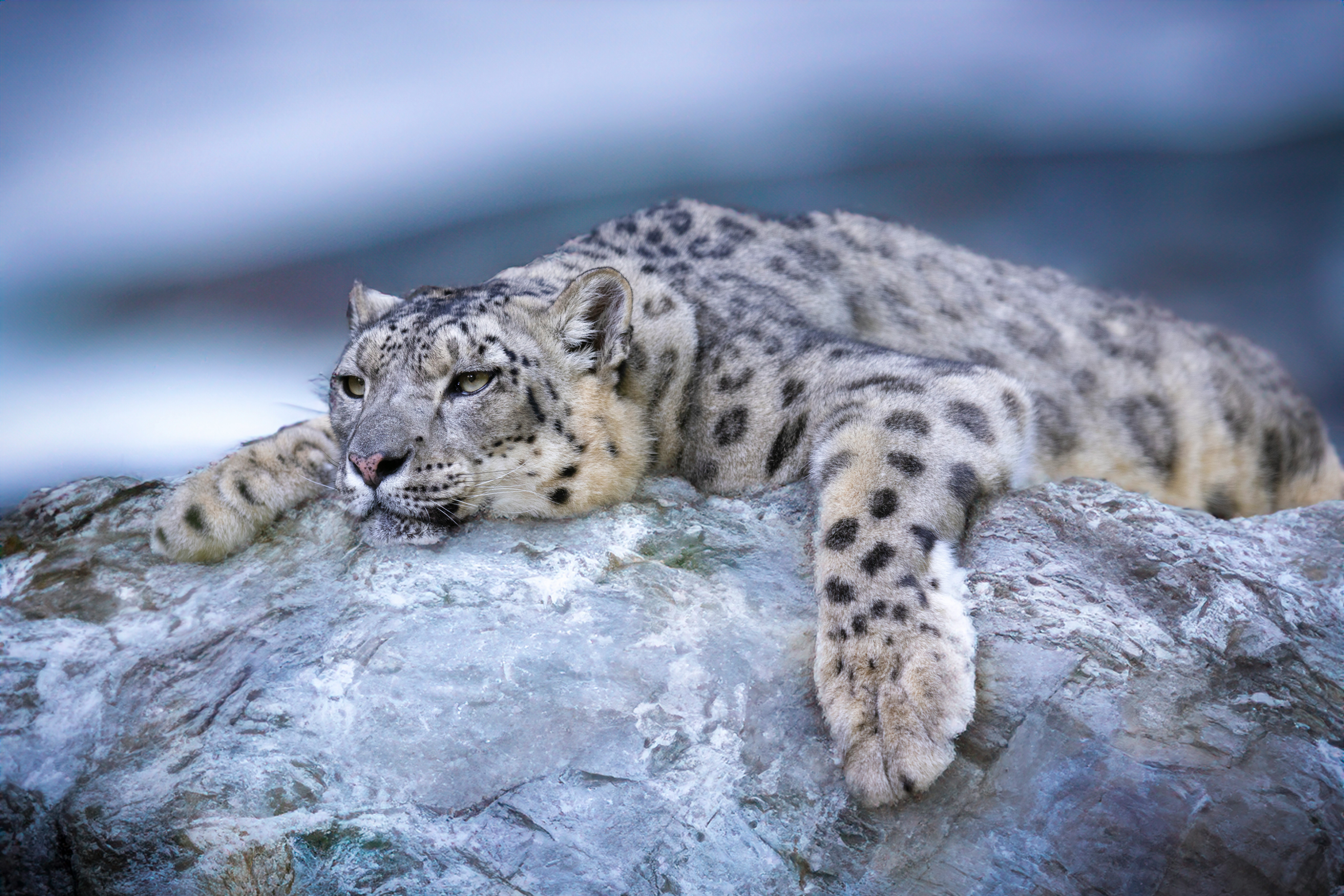 Snow Panther