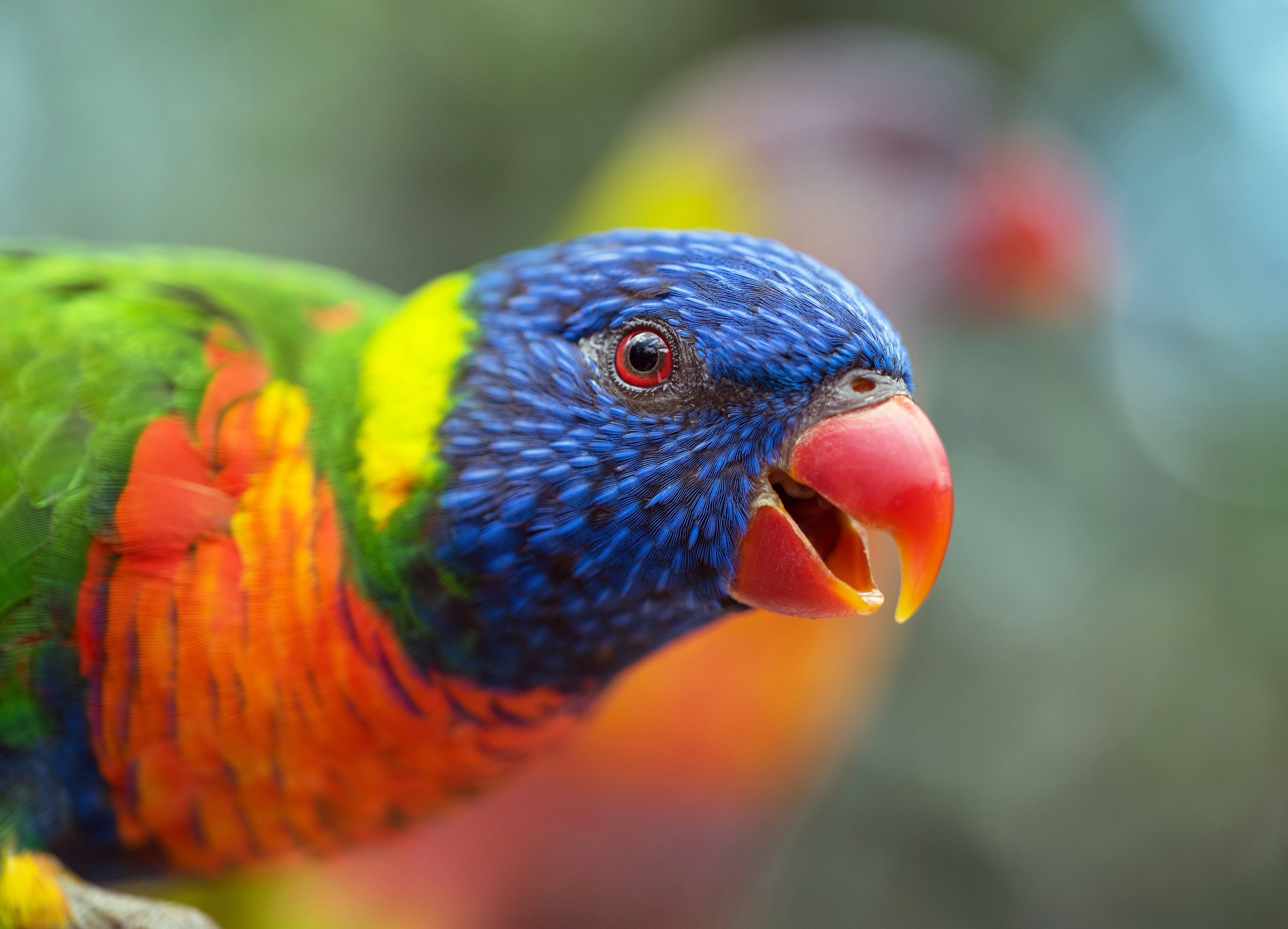IUCN