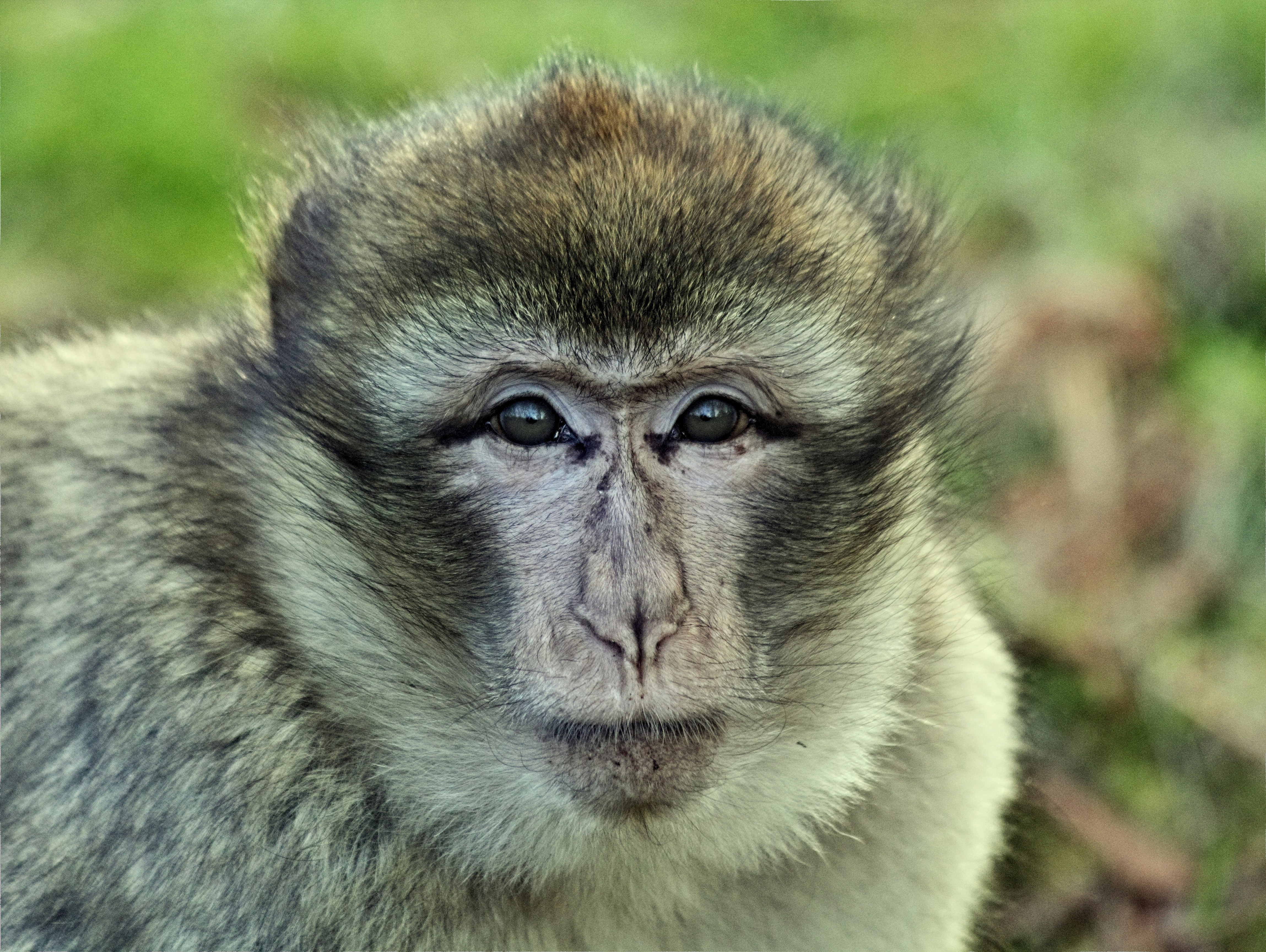 Jane Goodall Institute