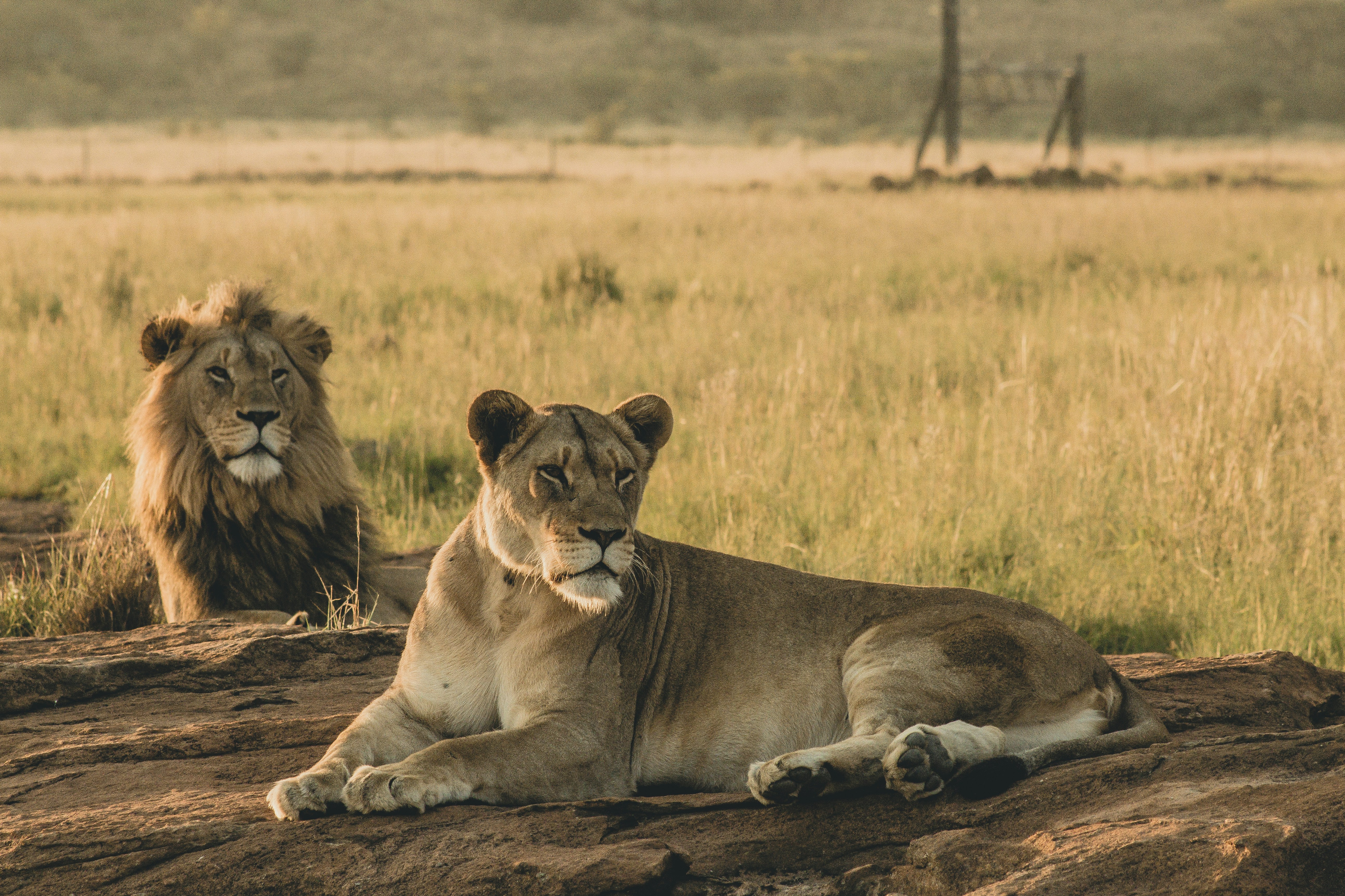 Wildlife Conservation Network