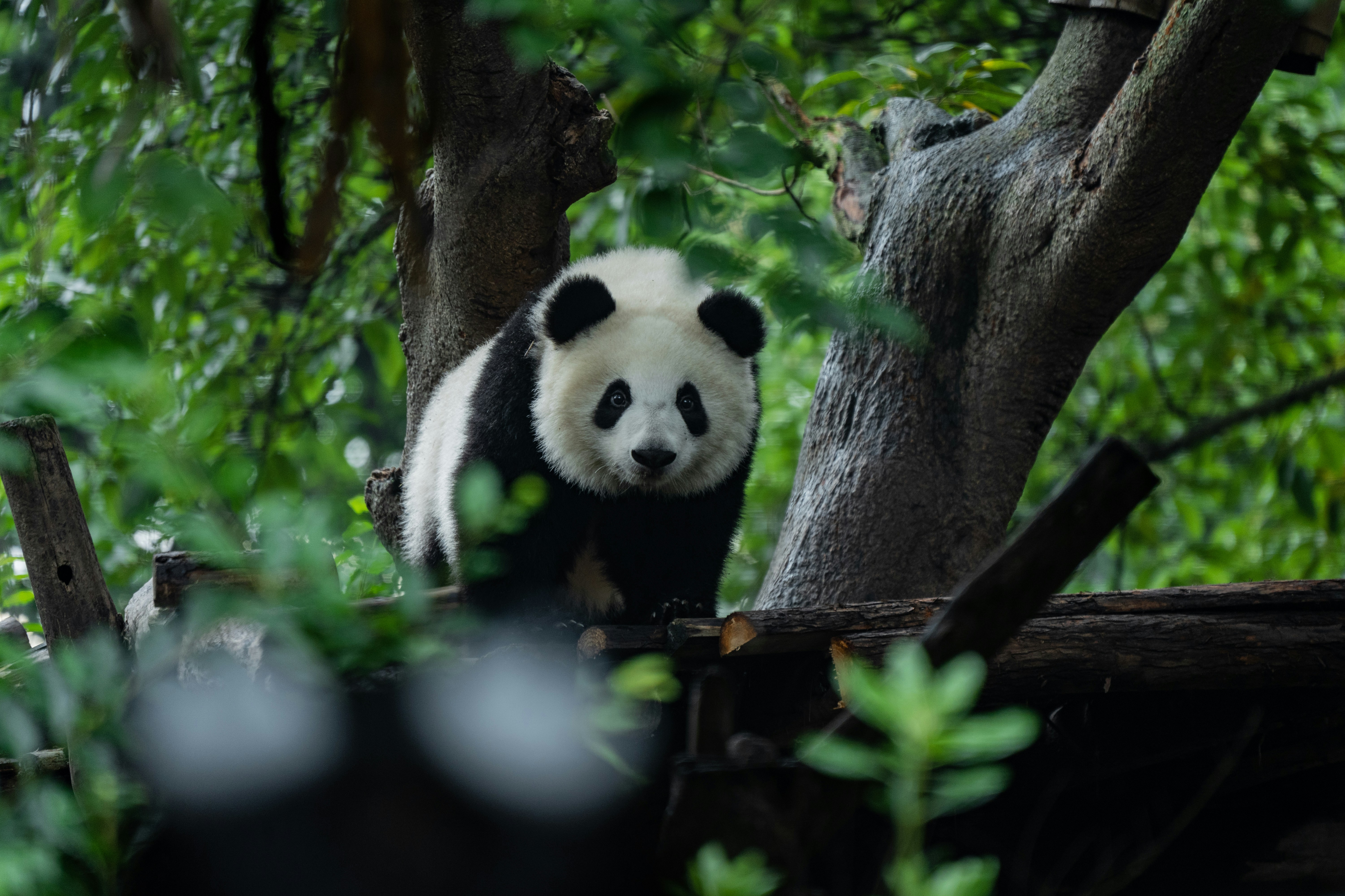 WWF